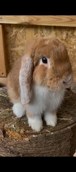 Klicke auf die Grafik f�r eine gr��ere Ansicht

Name:	Franz4.jpg
Hits:	0
Gr��e:	217,7 KB
ID:	215702