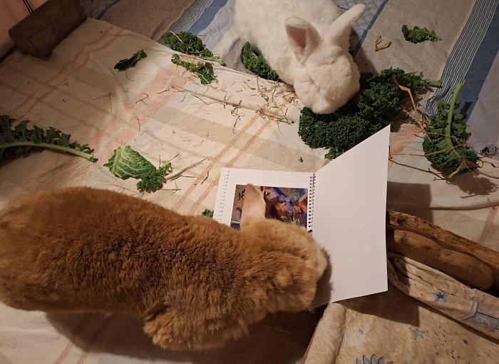 Klicke auf die Grafik fr eine grere Ansicht

Name:	Screenshot_20251211_230025_Gallery.jpg
Hits:	0
Gre:	288,1 KB
ID:	215714