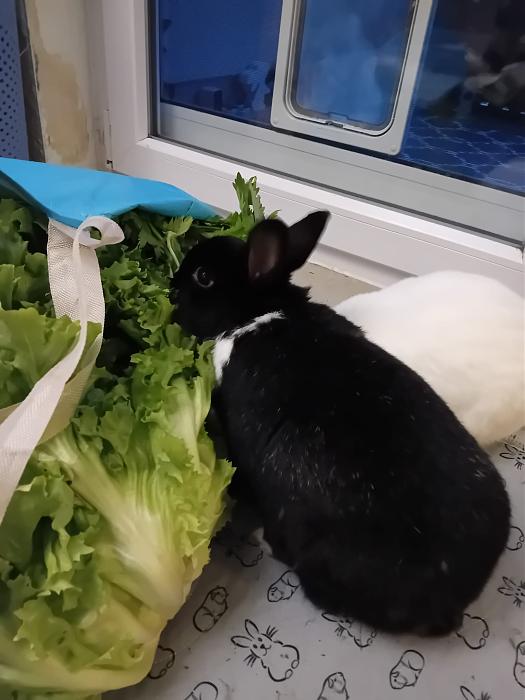 Klicke auf die Grafik f�r eine gr��ere Ansicht

Name:	IMG-20251214-WA0052.jpg
Hits:	0
Gr��e:	171,7 KB
ID:	215732