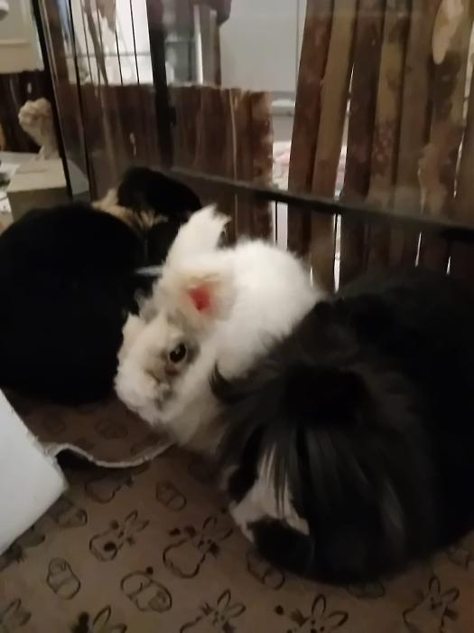 Klicke auf die Grafik f�r eine gr��ere Ansicht

Name:	IMG-20251214-WA0043.jpg
Hits:	0
Gr��e:	123,9 KB
ID:	215736