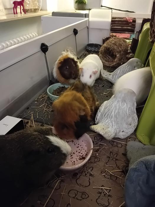 Klicke auf die Grafik f�r eine gr��ere Ansicht

Name:	IMG-20251214-WA0047.jpg
Hits:	1
Gr��e:	220,9 KB
ID:	215737