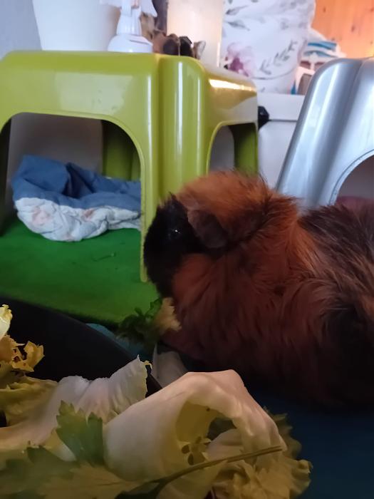 Klicke auf die Grafik f�r eine gr��ere Ansicht

Name:	IMG-20251214-WA0057.jpg
Hits:	0
Gr��e:	138,6 KB
ID:	215738