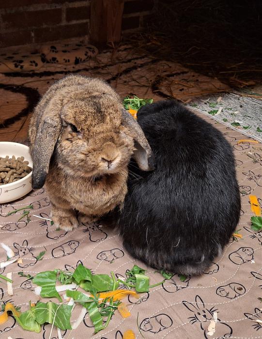 Klicke auf die Grafik f�r eine gr��ere Ansicht

Name:	20251218_211120(1).jpg
Hits:	2
Gr��e:	313,6 KB
ID:	215753