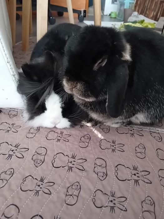 Klicke auf die Grafik f�r eine gr��ere Ansicht

Name:	IMG-20251221-WA0050.jpg
Hits:	0
Gr��e:	138,3 KB
ID:	215763