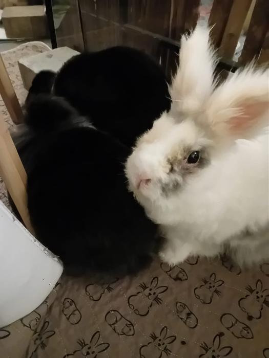 Klicke auf die Grafik f�r eine gr��ere Ansicht

Name:	IMG-20251221-WA0054.jpg
Hits:	0
Gr��e:	82,2 KB
ID:	215764