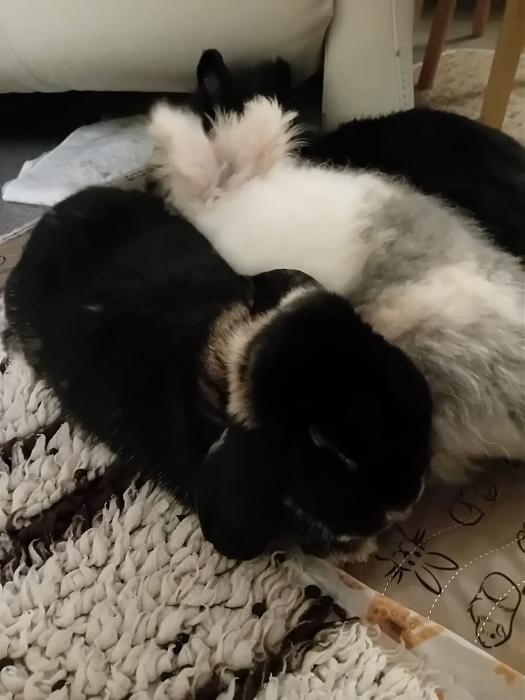 Klicke auf die Grafik f�r eine gr��ere Ansicht

Name:	IMG-20251221-WA0048.jpg
Hits:	0
Gr��e:	103,9 KB
ID:	215765