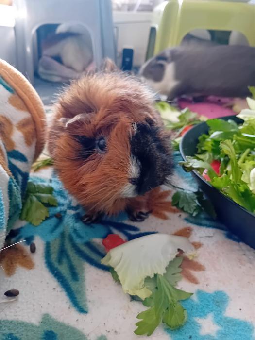 Klicke auf die Grafik f�r eine gr��ere Ansicht

Name:	IMG-20251221-WA0060.jpg
Hits:	0
Gr��e:	137,5 KB
ID:	215767