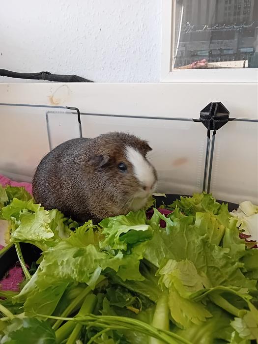 Klicke auf die Grafik f�r eine gr��ere Ansicht

Name:	IMG-20251221-WA0056.jpg
Hits:	0
Gr��e:	167,9 KB
ID:	215770