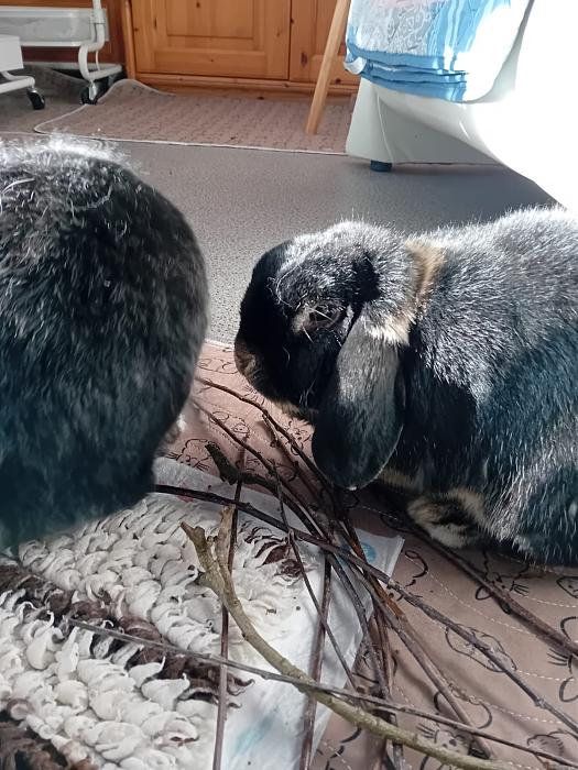 Klicke auf die Grafik f�r eine gr��ere Ansicht

Name:	IMG-20251228-WA0051.jpg
Hits:	0
Gr��e:	229,0 KB
ID:	215825