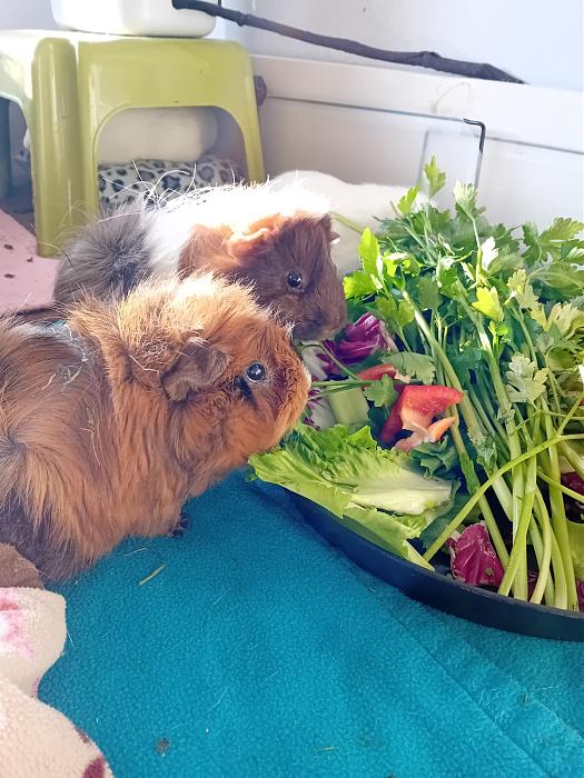 Klicke auf die Grafik f�r eine gr��ere Ansicht

Name:	IMG-20251228-WA0049.jpg
Hits:	0
Gr��e:	236,9 KB
ID:	215828