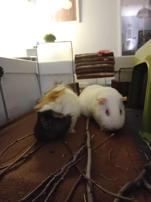 Klicke auf die Grafik f�r eine gr��ere Ansicht

Name:	IMG-20251228-WA0046.jpg
Hits:	0
Gr��e:	83,0 KB
ID:	215829