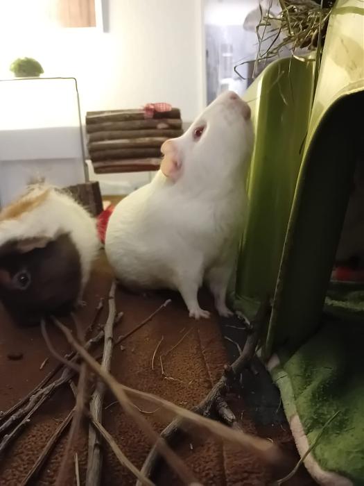 Klicke auf die Grafik f�r eine gr��ere Ansicht

Name:	IMG-20251228-WA0045.jpg
Hits:	0
Gr��e:	102,2 KB
ID:	215830