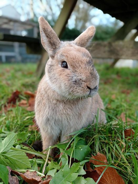 Klicke auf die Grafik f�r eine gr��ere Ansicht

Name:	Sam 1.jpg
Hits:	0
Gr��e:	46,7 KB
ID:	215831