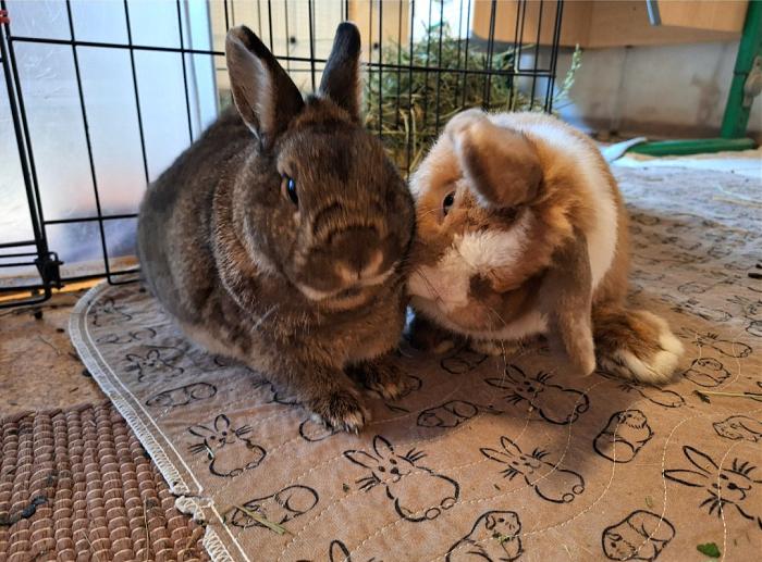 Klicke auf die Grafik f�r eine gr��ere Ansicht

Name:	Screenshot_20251228_225335_Gallery.jpg
Hits:	0
Gr��e:	126,4 KB
ID:	215844