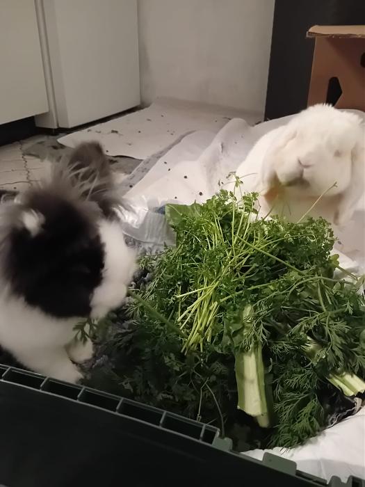 Klicke auf die Grafik f�r eine gr��ere Ansicht

Name:	IMG-20260104-WA0063.jpg
Hits:	0
Gr��e:	140,4 KB
ID:	215901