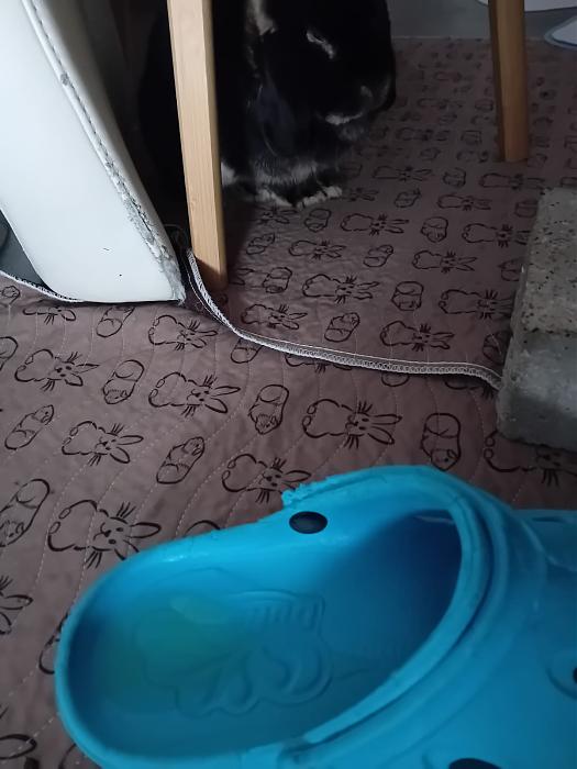 Klicke auf die Grafik f�r eine gr��ere Ansicht

Name:	IMG-20260104-WA0068.jpg
Hits:	0
Gr��e:	116,3 KB
ID:	215903