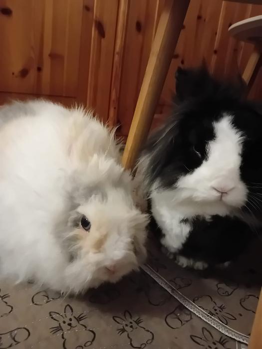 Klicke auf die Grafik f�r eine gr��ere Ansicht

Name:	IMG-20260104-WA0066.jpg
Hits:	0
Gr��e:	88,9 KB
ID:	215905