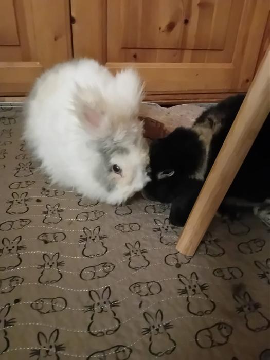 Klicke auf die Grafik f�r eine gr��ere Ansicht

Name:	IMG-20260104-WA0052.jpg
Hits:	0
Gr��e:	102,7 KB
ID:	215908