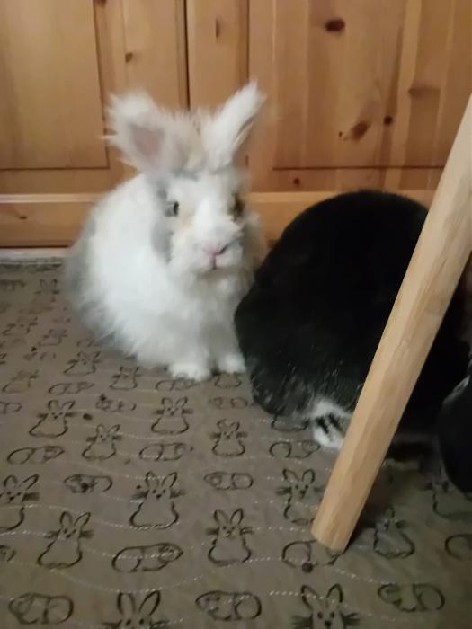 Klicke auf die Grafik f�r eine gr��ere Ansicht

Name:	IMG-20260104-WA0050.jpg
Hits:	0
Gr��e:	84,6 KB
ID:	215909