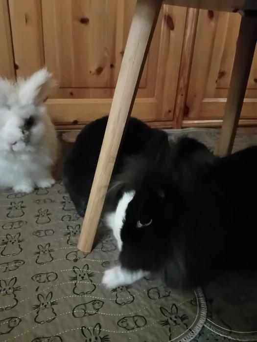 Klicke auf die Grafik f�r eine gr��ere Ansicht

Name:	IMG-20260104-WA0051.jpg
Hits:	0
Gr��e:	94,6 KB
ID:	215910