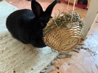 Klicke auf die Grafik f�r eine gr��ere Ansicht

Name:	IMG_0597.jpg
Hits:	56
Gr��e:	47,1 KB
ID:	215978