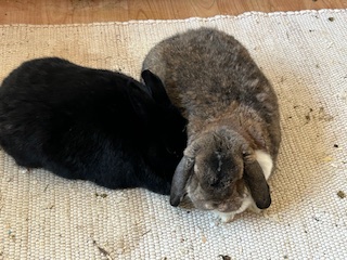 Klicke auf die Grafik f�r eine gr��ere Ansicht

Name:	IMG_0658.jpg
Hits:	57
Gr��e:	51,5 KB
ID:	215980