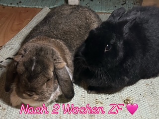 Klicke auf die Grafik f�r eine gr��ere Ansicht

Name:	A5A97FA5-5881-4CB4-BAD9-F37E320F969B.JPG
Hits:	58
Gr��e:	66,6 KB
ID:	215986