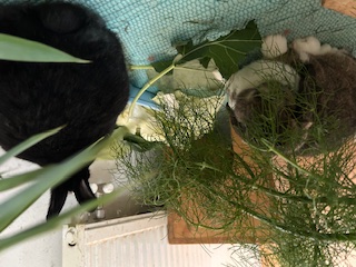 Klicke auf die Grafik f�r eine gr��ere Ansicht

Name:	IMG_0446.jpg
Hits:	56
Gr��e:	52,7 KB
ID:	215987