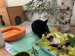 Klicke auf die Grafik f�r eine gr��ere Ansicht

Name:	IMG_0615.jpg
Hits:	57
Gr��e:	116,1 KB
ID:	215989