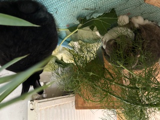 Klicke auf die Grafik f�r eine gr��ere Ansicht

Name:	IMG_0445.jpg
Hits:	57
Gr��e:	52,0 KB
ID:	215990