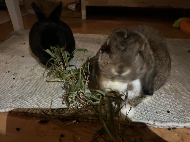 Klicke auf die Grafik f�r eine gr��ere Ansicht

Name:	IMG_0611.jpg
Hits:	22
Gr��e:	104,7 KB
ID:	215998