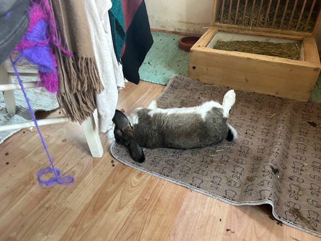 Klicke auf die Grafik f�r eine gr��ere Ansicht

Name:	IMG_0298.jpg
Hits:	21
Gr��e:	144,9 KB
ID:	216001