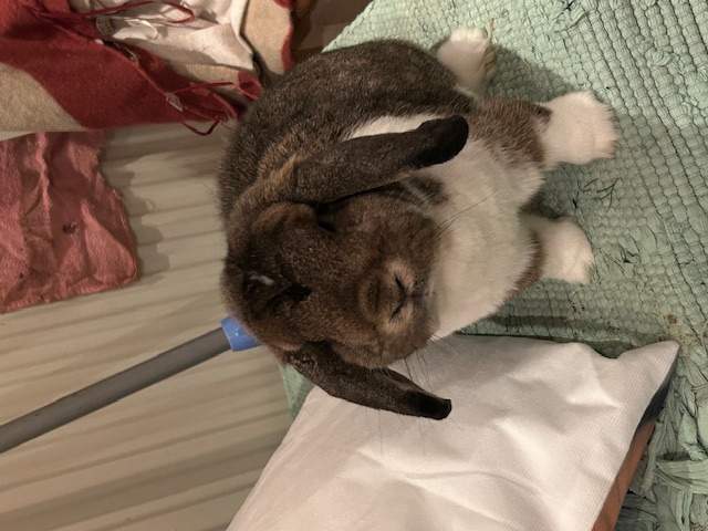 Klicke auf die Grafik f�r eine gr��ere Ansicht

Name:	IMG_0481.jpg
Hits:	22
Gr��e:	123,5 KB
ID:	216002