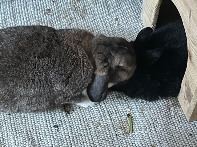 Klicke auf die Grafik f�r eine gr��ere Ansicht

Name:	IMG_0305.jpg
Hits:	22
Gr��e:	179,3 KB
ID:	216004