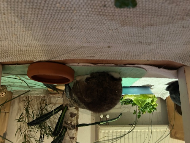 Klicke auf die Grafik f�r eine gr��ere Ansicht

Name:	IMG_0580.jpg
Hits:	22
Gr��e:	171,5 KB
ID:	216005