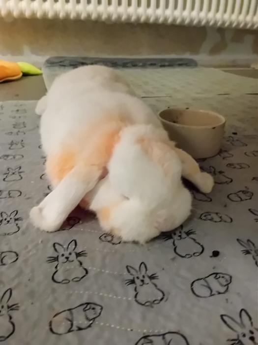 Klicke auf die Grafik f�r eine gr��ere Ansicht

Name:	IMG-20260111-WA0053.jpg
Hits:	0
Gr��e:	86,5 KB
ID:	216008