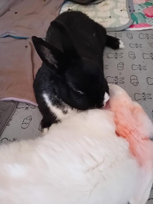 Klicke auf die Grafik f�r eine gr��ere Ansicht

Name:	IMG-20260111-WA0045.jpg
Hits:	0
Gr��e:	85,1 KB
ID:	216011