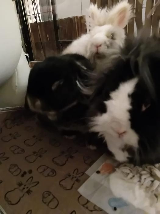 Klicke auf die Grafik f�r eine gr��ere Ansicht

Name:	IMG-20260111-WA0050.jpg
Hits:	0
Gr��e:	79,8 KB
ID:	216014