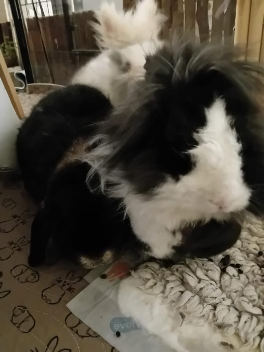 Klicke auf die Grafik f�r eine gr��ere Ansicht

Name:	IMG-20260111-WA0048.jpg
Hits:	0
Gr��e:	98,8 KB
ID:	216015