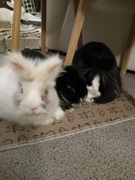 Klicke auf die Grafik f�r eine gr��ere Ansicht

Name:	IMG-20260111-WA0051.jpg
Hits:	0
Gr��e:	132,2 KB
ID:	216016