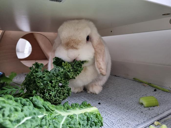 Klicke auf die Grafik f�r eine gr��ere Ansicht

Name:	IMG-20260112-WA0002.jpg
Hits:	0
Gr��e:	218,6 KB
ID:	216022