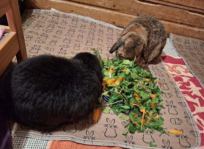 Klicke auf die Grafik f�r eine gr��ere Ansicht

Name:	Screenshot_20260112_220146_Gallery.jpg
Hits:	0
Gr��e:	131,0 KB
ID:	216023