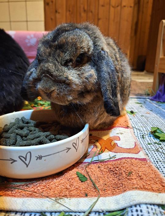 Klicke auf die Grafik f�r eine gr��ere Ansicht

Name:	Screenshot_20260117_175033_Gallery.jpg
Hits:	1
Gr��e:	213,5 KB
ID:	216030