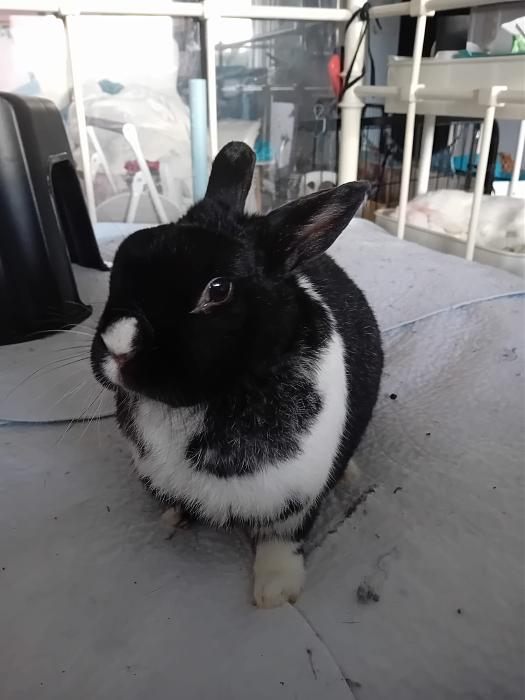 Klicke auf die Grafik f�r eine gr��ere Ansicht

Name:	IMG-20260118-WA0065.jpg
Hits:	0
Gr��e:	174,0 KB
ID:	216035