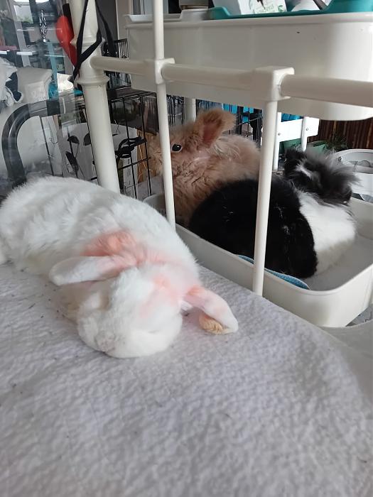 Klicke auf die Grafik f�r eine gr��ere Ansicht

Name:	IMG-20260118-WA0074.jpg
Hits:	0
Gr��e:	192,3 KB
ID:	216037