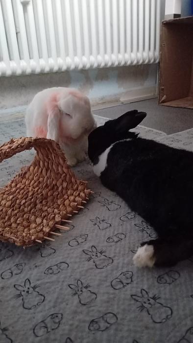 Klicke auf die Grafik f�r eine gr��ere Ansicht

Name:	IMG-20260118-WA0071.jpg
Hits:	0
Gr��e:	168,2 KB
ID:	216038