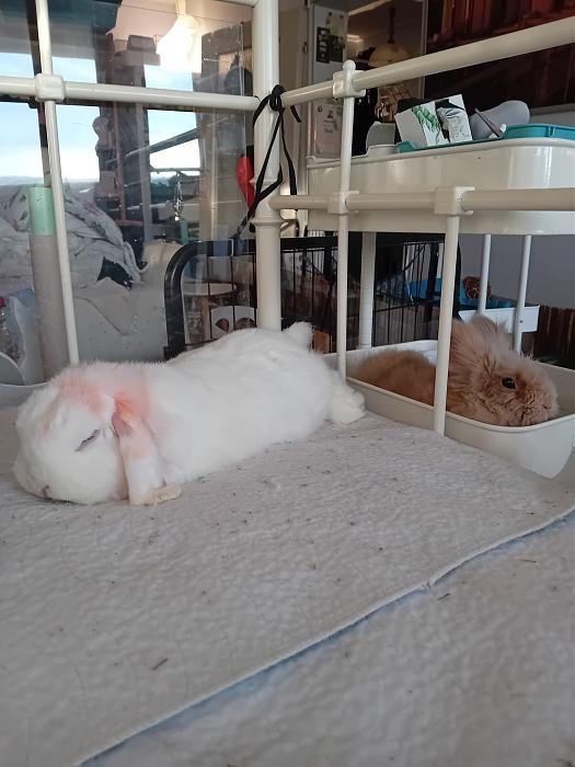 Klicke auf die Grafik f�r eine gr��ere Ansicht

Name:	IMG-20260118-WA0070.jpg
Hits:	0
Gr��e:	196,9 KB
ID:	216039