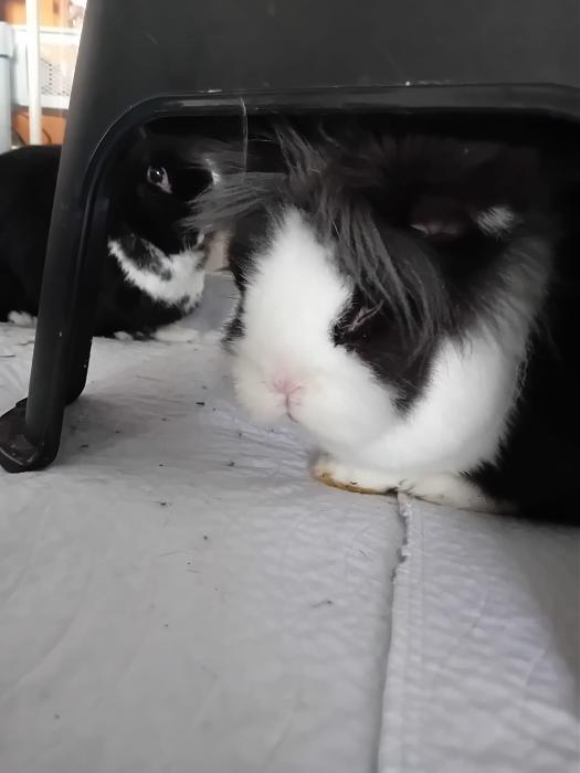 Klicke auf die Grafik f�r eine gr��ere Ansicht

Name:	IMG-20260118-WA0066.jpg
Hits:	0
Gr��e:	120,1 KB
ID:	216043