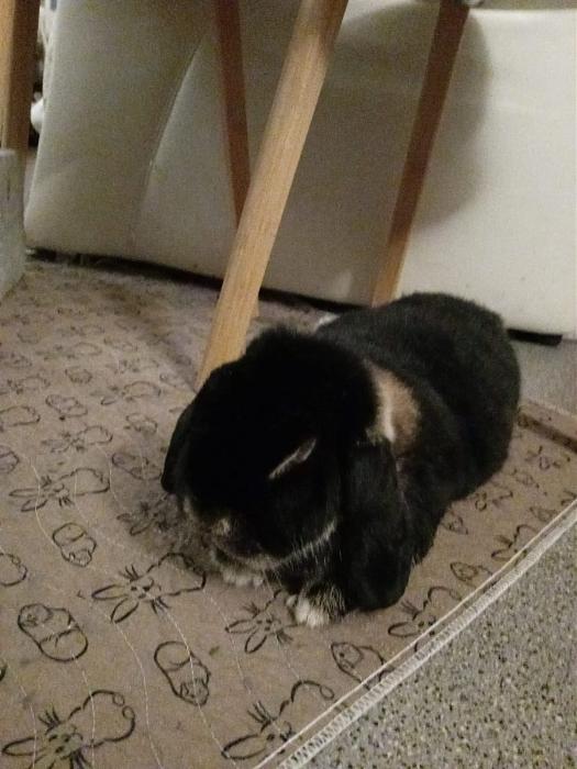 Klicke auf die Grafik f�r eine gr��ere Ansicht

Name:	IMG-20260118-WA0077.jpg
Hits:	0
Gr��e:	168,0 KB
ID:	216048