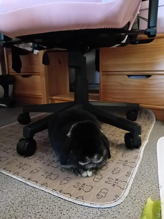 Klicke auf die Grafik f�r eine gr��ere Ansicht

Name:	IMG-20260118-WA0078.jpg
Hits:	0
Gr��e:	145,2 KB
ID:	216049